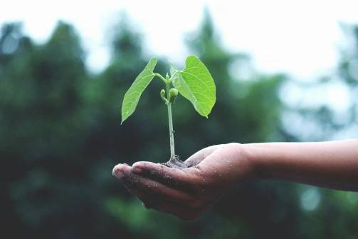 Plant in hand