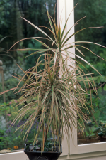 Dracaena marginata