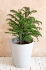 Norfolk Island Pine