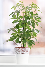 Schefflera