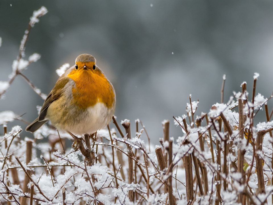 Making your garden an animal’s winter home