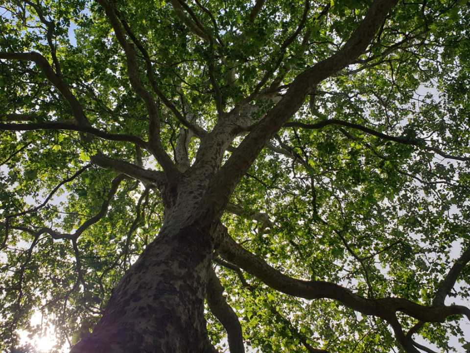 HOW TREES KEEP THINGS COOL