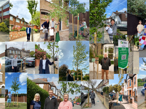 Trees for Streets