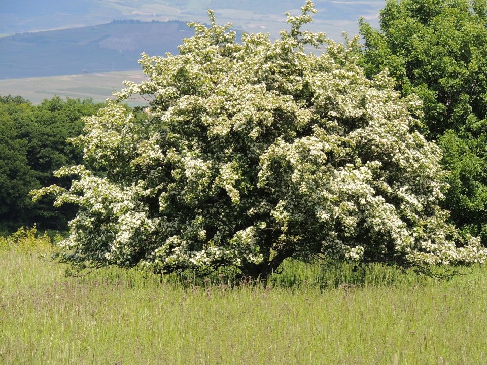 Intreeducing: Magical Hawthorn