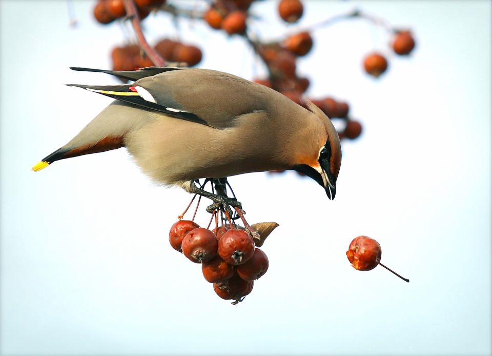 Bohemian Waxwing 2138876 1920