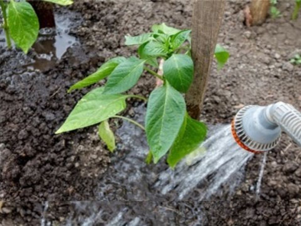 Watering your plants