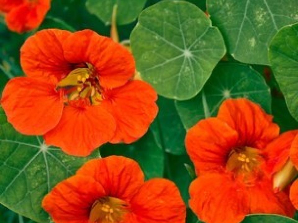 Nasturtium