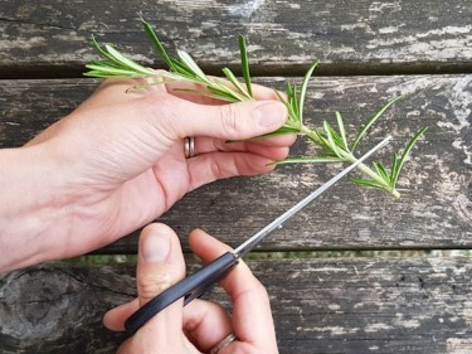 Propagating Herb Cuttings