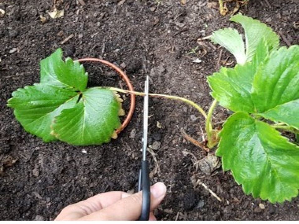 Propagating Strawberries