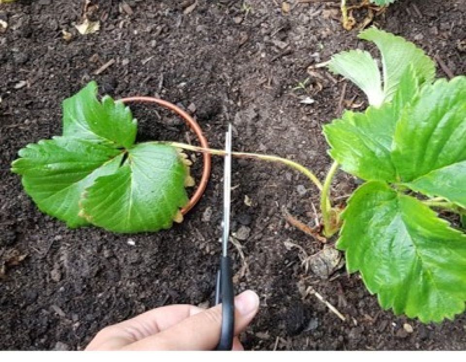 Propagating Strawberry Runners Thumbnail New