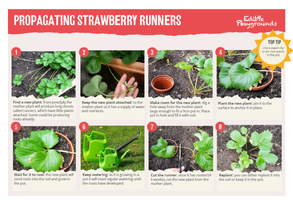 Propagating Strawberry Runners Screenshot