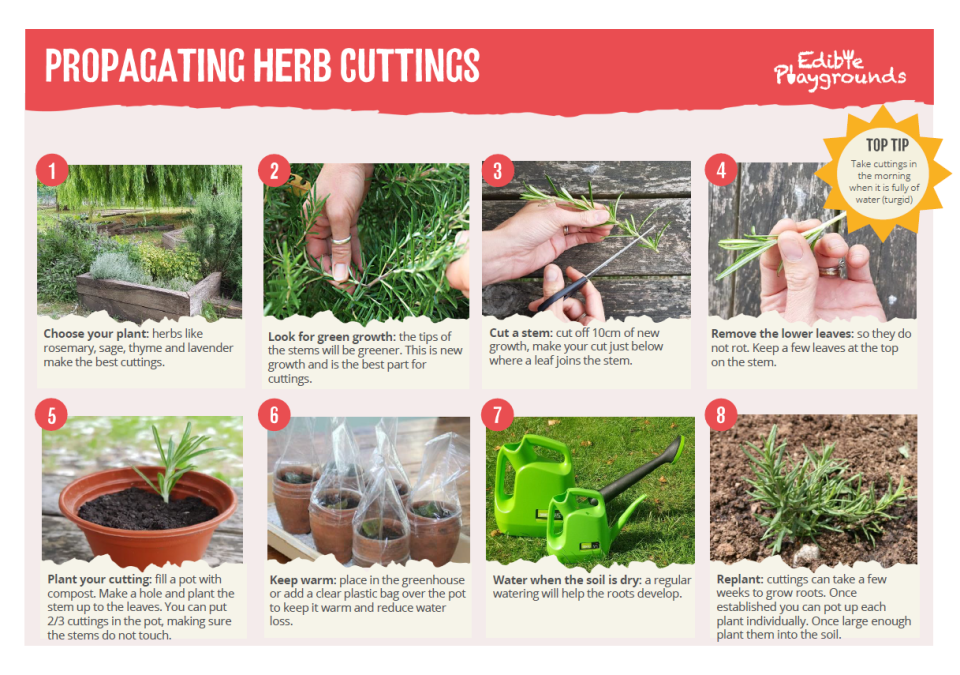 Propagating Herb Cuttings Screenshot