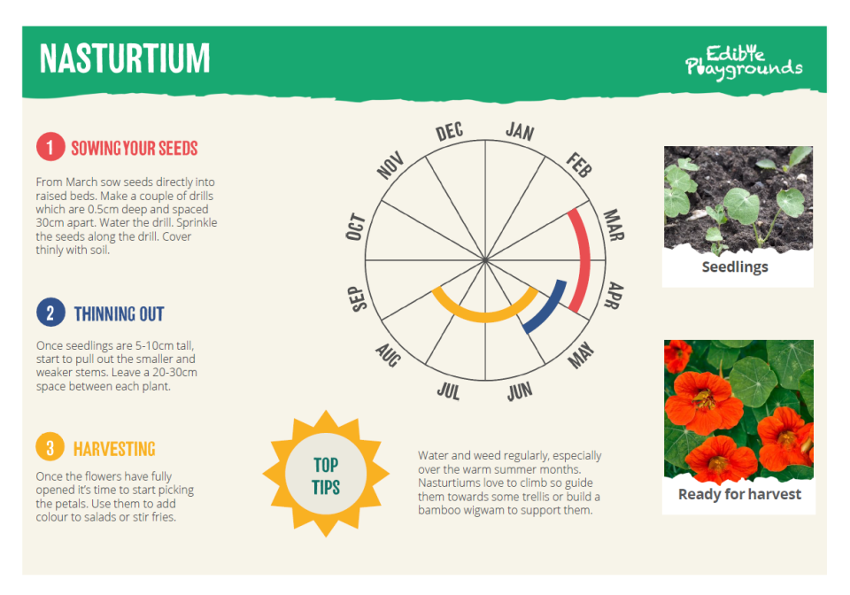 Edible Flower Nasturtium Screenshot