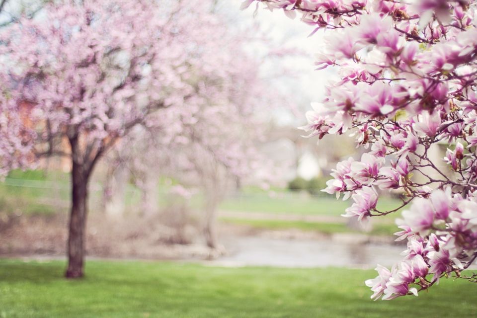 Pink Cherry Blossom Tree 38910