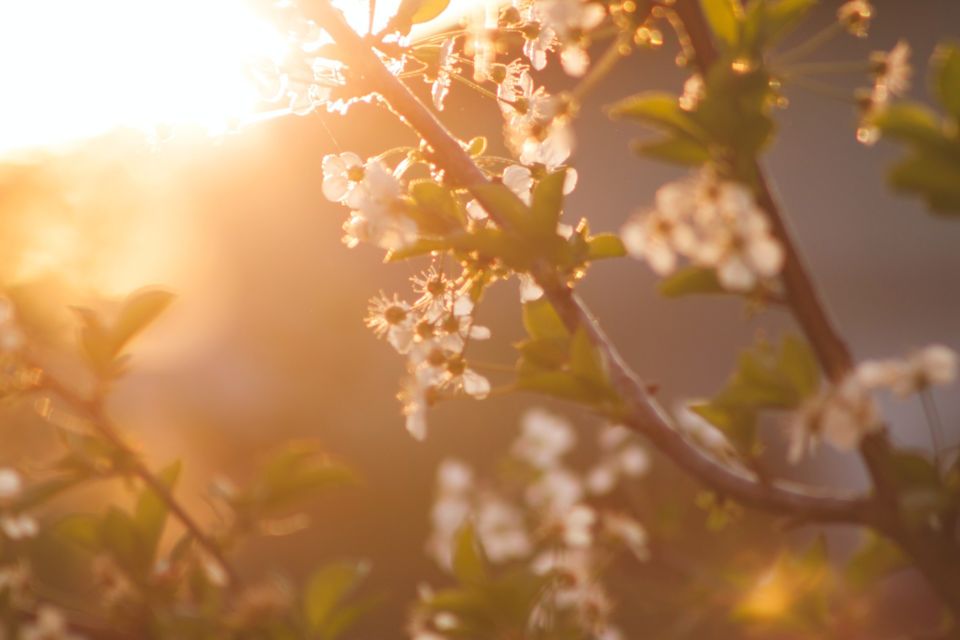 Nature Flowers Spring Cherry 72473