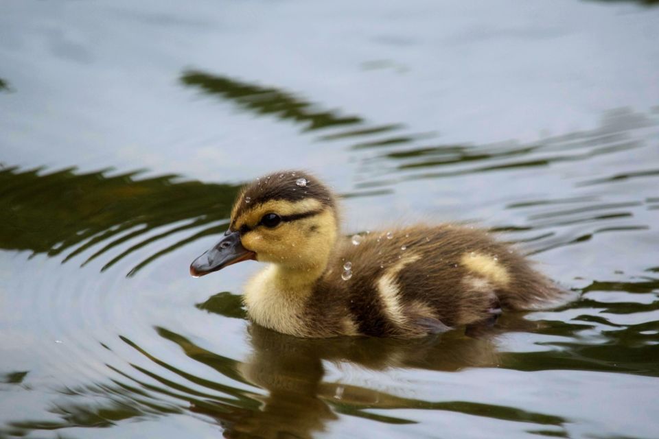 Photo Of Black And Yellow Duckling Wading In Water 2542270