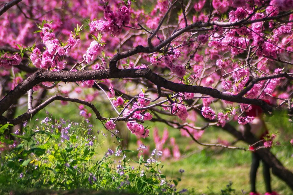 Closeup Photo Of Pink Petaled Flower Tree 1047093