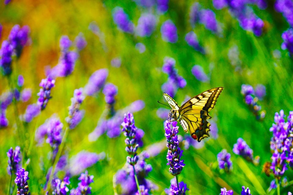 Selective Focus Photography Of Tiger Swallowtail Butterfly 1190129