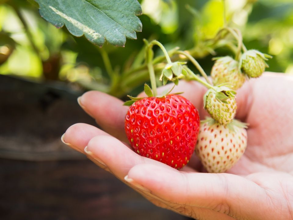 Food growing lessons at home 