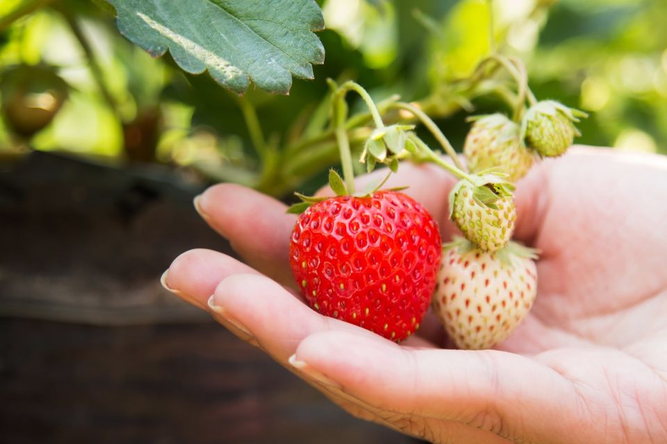 Person Holding Red Strawberry 365839