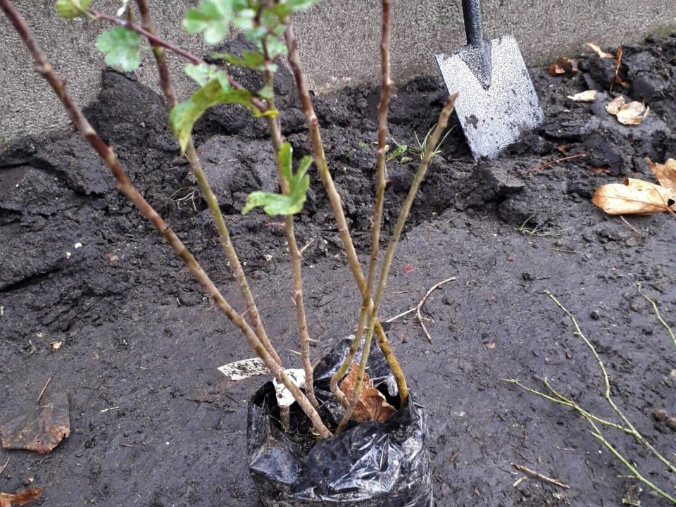 Planting a sapling hedge