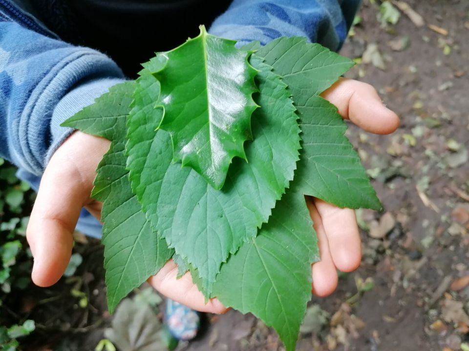 Printable Guide for Woodland Engagement in Special Schools