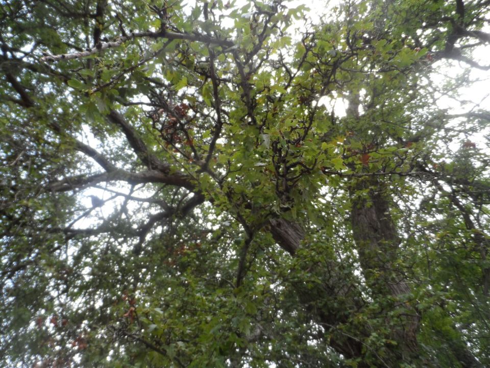 Tree From Below