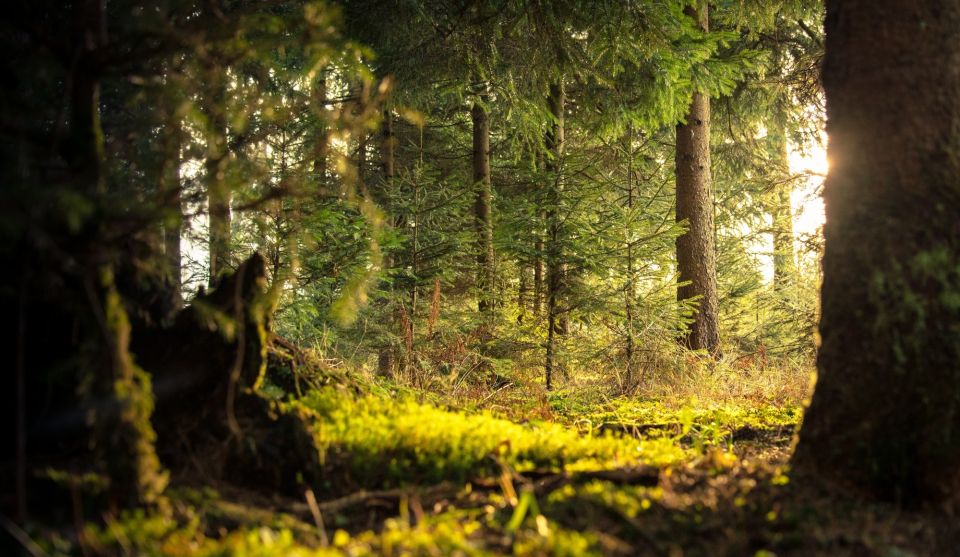 Trees and greenery within a forest