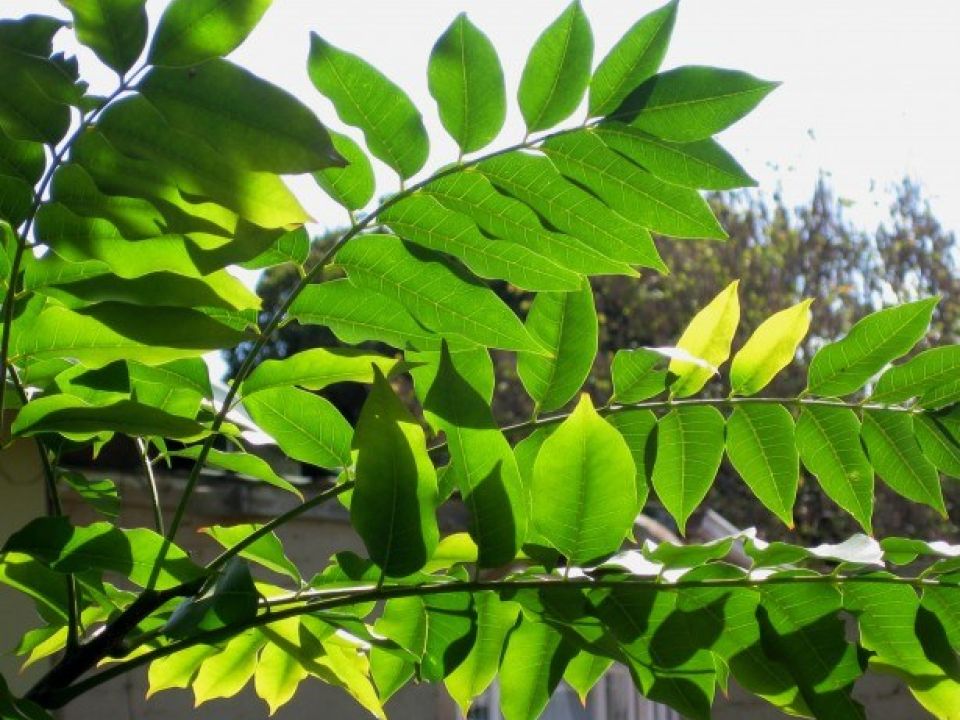 World Poetry Day and International Day of Forests