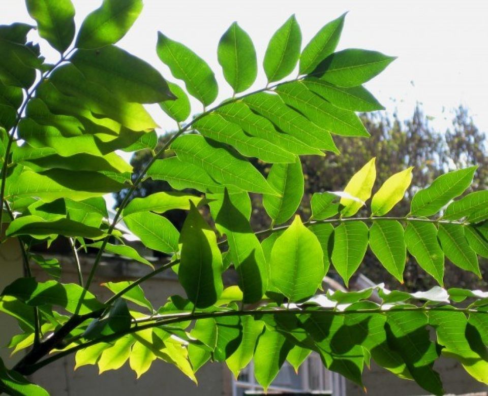 Cape ash tree leaves