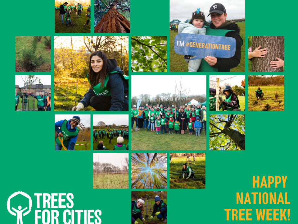 National Tree Week 2020