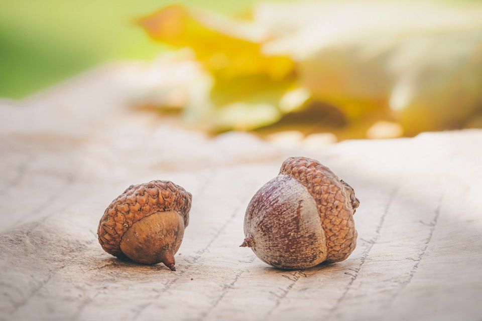 Acorns 4572674 1920