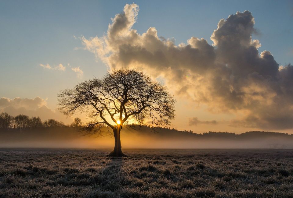 Lone Tree 1934897 1920