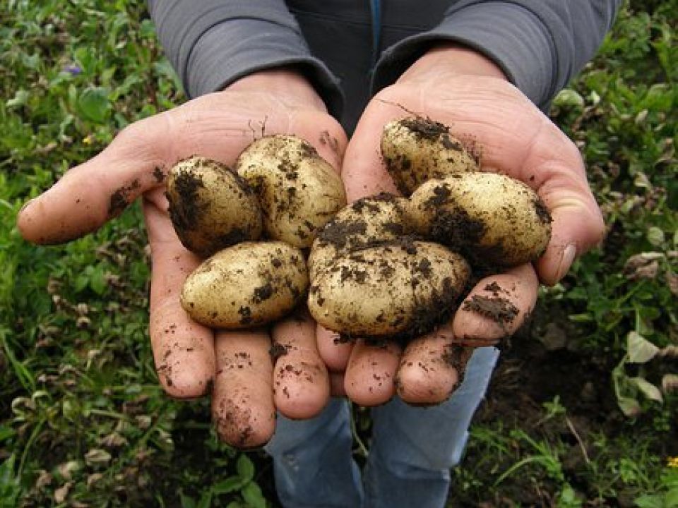 Time To Harvest Those Potatoes