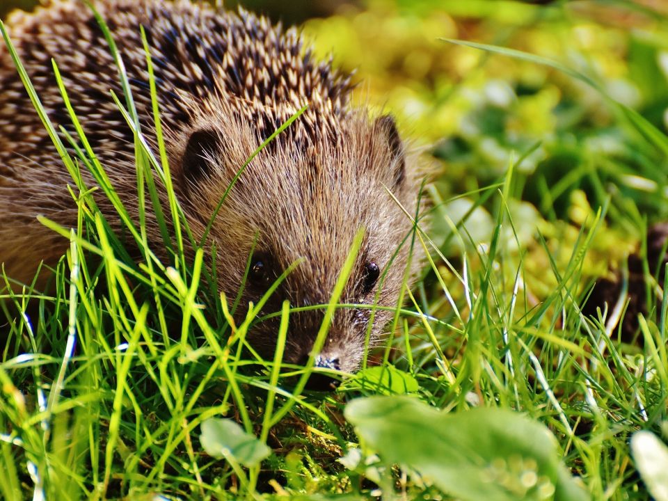 The connection between hedgehogs and urban trees