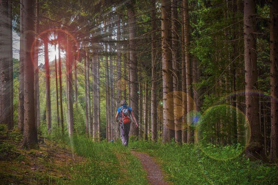 Forest hiking nature landscape path trees