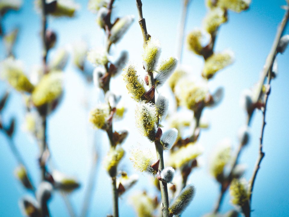 Time to go catkin spotting