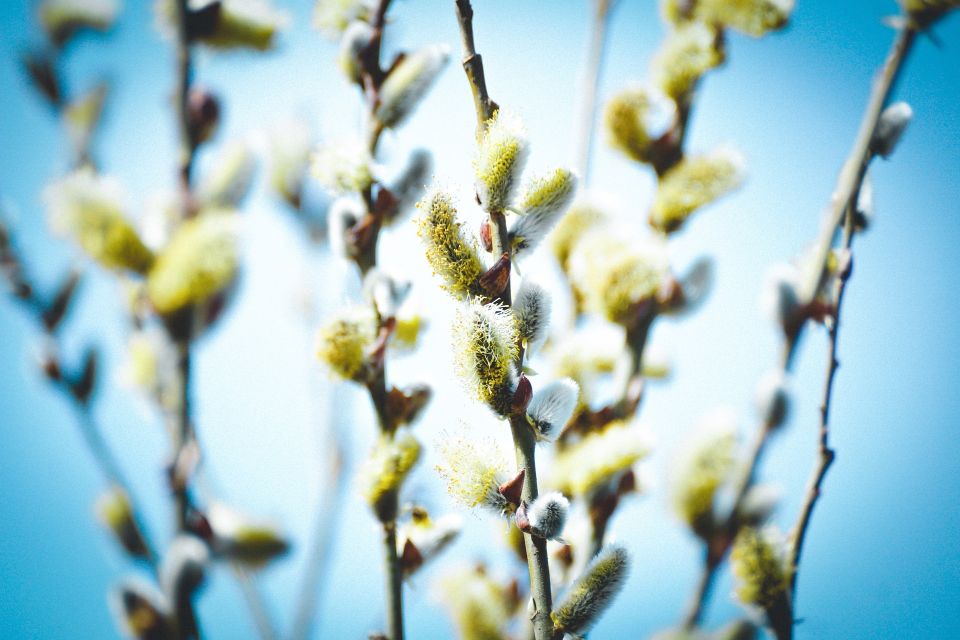 Willow Catkin 4031975 1920