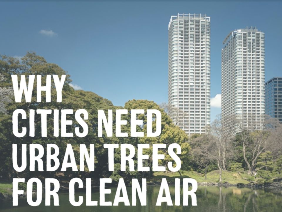 Why Cities Need Urban Trees for Clean Air