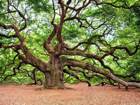 The ultimate tree quiz!