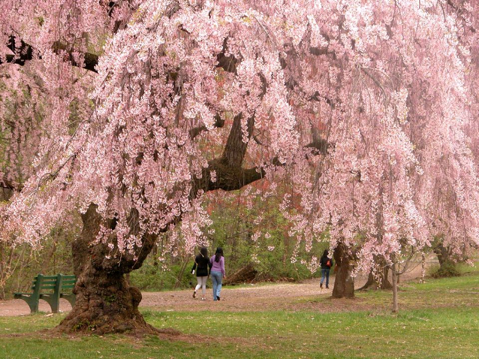 Cherry Blossom Blues