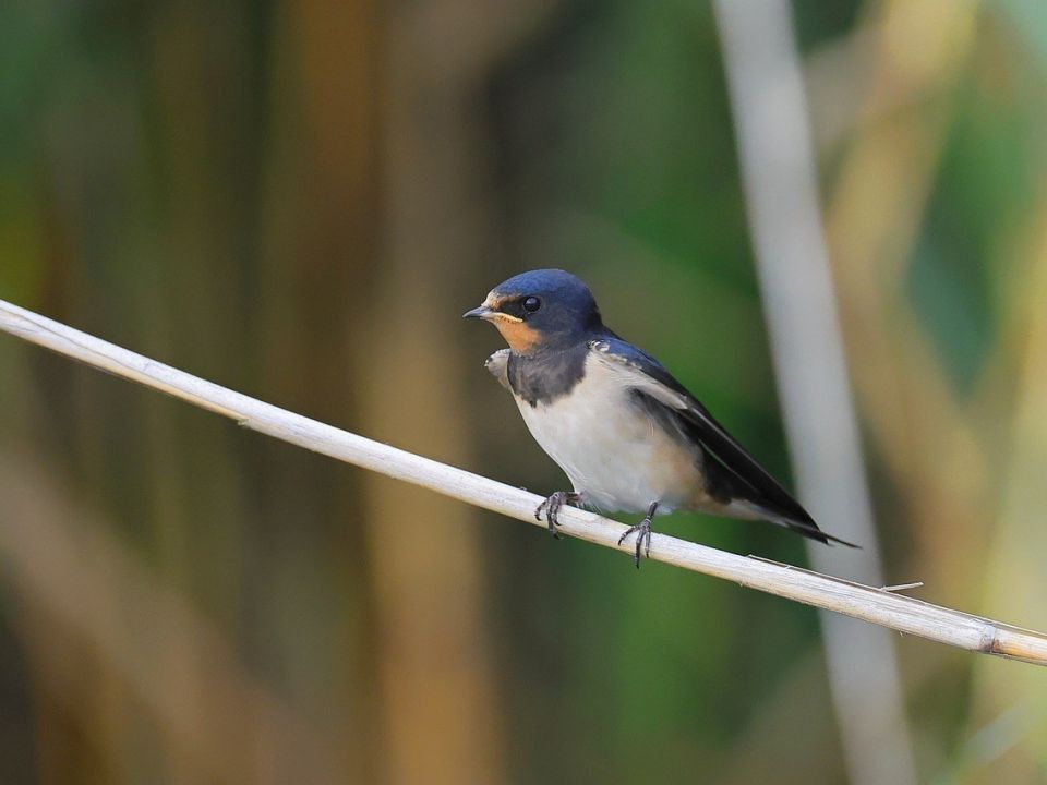 How urban trees can help migratory birds