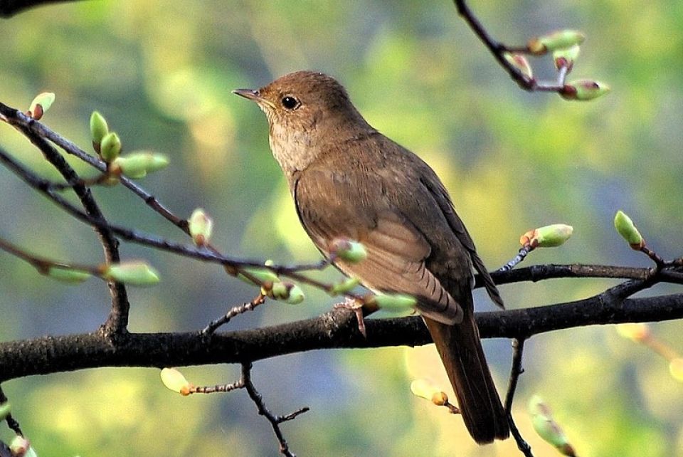 Nightingale of ancient Uglich