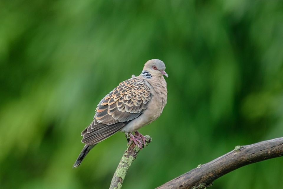 800px Oriental turtle dove Streptopelia orientalis 29