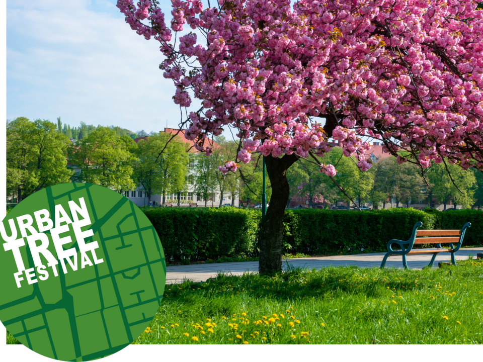 An urban tree with pink blossoms next to a park bench, with Urban Tree Festival logo