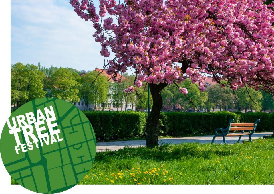 An urban tree with pink blossoms next to a park bench, with Urban Tree Festival logo