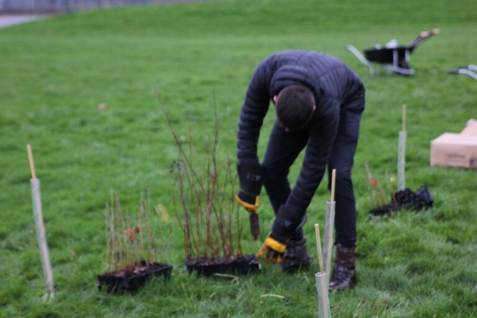 A Getting A Tree Plug Ready For Planting 768X512