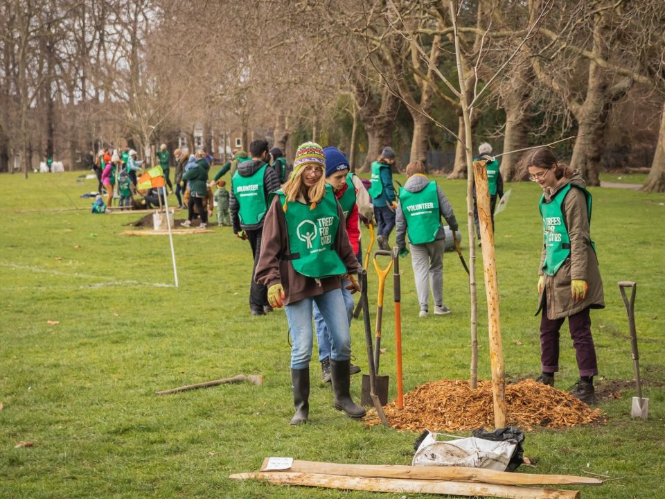 Volunteers planting trees in a park