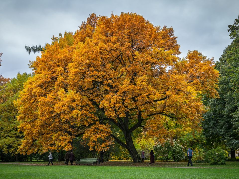 National Tree Week 2023