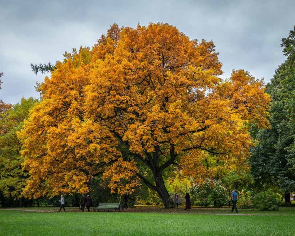 National Tree Week 2023